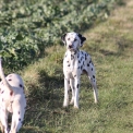 Chiot Dalmatien de race  en région Centre-Val de Loire.