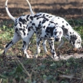 Dalmatien disponible en Eure-et-Loir