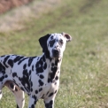 Dalmatien disponible en Eure-et-Loir