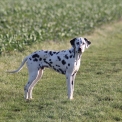 Chien Dalmatien proposé par l’élevage Elevage des dalma d'olympe.