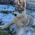 Chiot Husky Sibérien de race – prix 750 €.