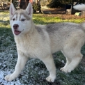 Acheter Husky Sibérien bébé pour 1050 €