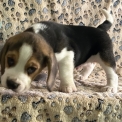 Chiot Beagle de race – prix 1180 €.