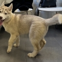 Husky Sibérien disponible en Loire-Atlantique