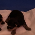 Adoption chiot Yorkshire Terrier au prix de 1960 €