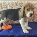 Chiot Beagle de race – prix 1180 €.