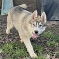 Chiot Husky Sibérien de race – prix 750 €.