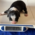 Berger australien chiot vendu 1460 €