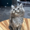 Chaton Maine Coon de race – prix 1400 €.