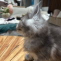 Chaton Maine Coon de race – prix 1400 €.
