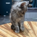 Chaton Maine Coon de race – prix 1400 €.
