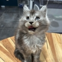 Chaton Maine Coon de race – prix 1400 €.