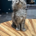 Maine Coon disponible en Isère