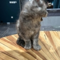 Maine Coon disponible en Isère