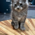 Chaton Maine Coon de race – prix 1400 €.
