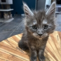 Chat Maine Coon proposée par l’élevage Chatterie du Ciel d'Emeraude.