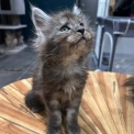 Maine Coon disponible en Isère
