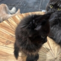 Chaton Maine Coon de race – prix 1400 €.