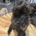 Maine Coon disponible en Isère