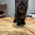 Chaton Maine Coon de race – prix 1400 €.
