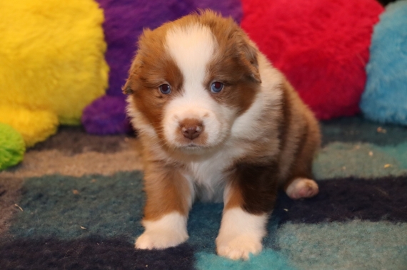 Petit mâle Berger américain miniature né le 03/12/2025 est proposé – vendu 1610 €.