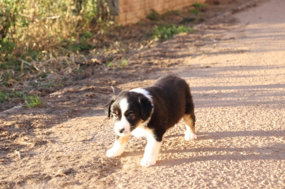 Petite femelle Berger américain miniature née le 23/11/2025 est proposée – vendue 1360 €.