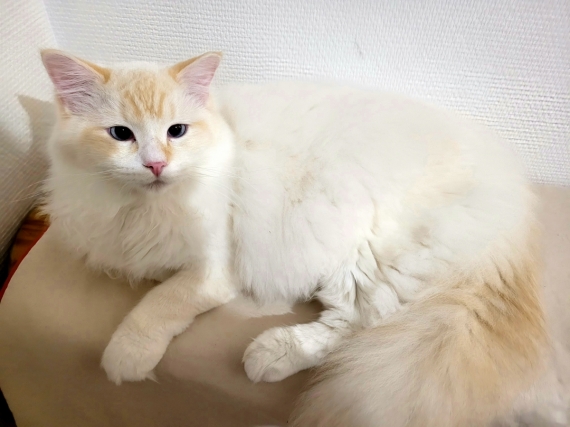 Petit mâle Ragdoll né le 24/02/2025 est proposé – vendu 1300 €.