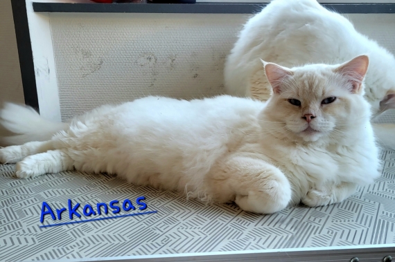 Petit mâle Ragdoll né le 24/02/2025 est proposé – vendu 1300 €.