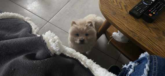 Petit mâle Chow Chow né le 28/10/2025 est proposé – vendu 1300 €.