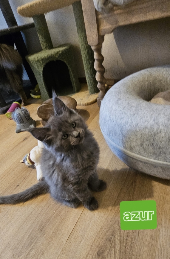 Petite femelle Maine Coon née le 04/12/2025 est proposée – vendue 1400 €.