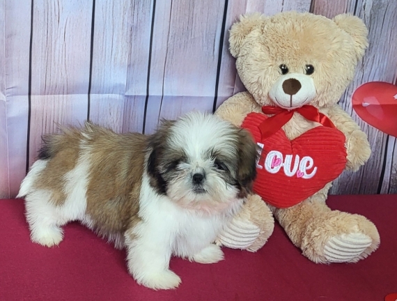 Petit mâle Shih Tzu né le 21/11/2025 est proposé – vendu 1400 €.