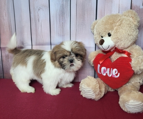 Petite femelle Shih Tzu née le 21/11/2025 est proposée – vendue 2000 €.