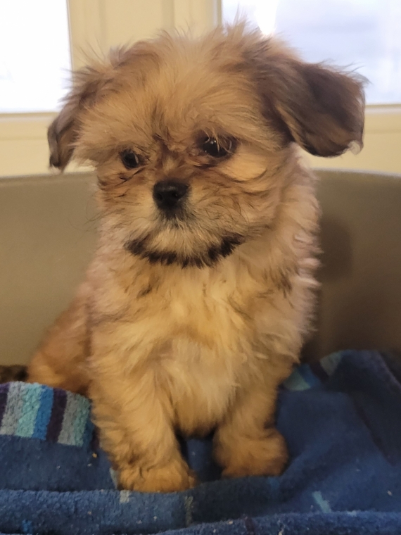 Petite femelle Lhassa Apso née le 30/10/2025 est proposée – vendue 1300 €.