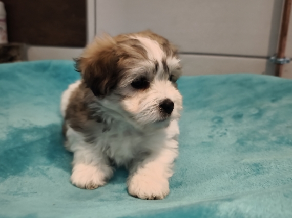 Petite femelle Coton de Tulear née le 01/01/2026 est proposée – vendue 1350 €.