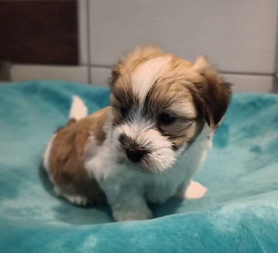 Petite femelle Coton de Tulear née le 16/01/2026 est proposée – vendue 1300 €.