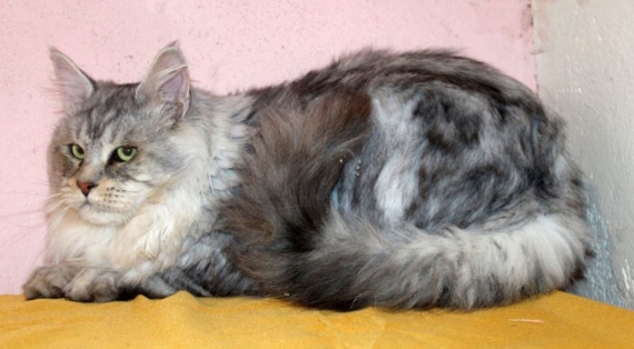 Petite femelle  née le 31/05/2025 est proposée – vendue 950 €.