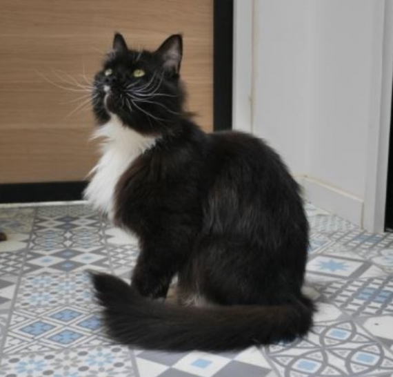 Petite femelle  née le 31/05/2025 est proposée – vendue 950 €.