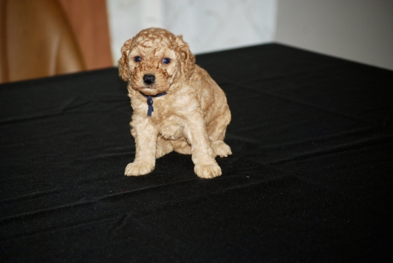 Petite femelle Caniche née le 12/01/2026 est proposée – vendue 2000 €.