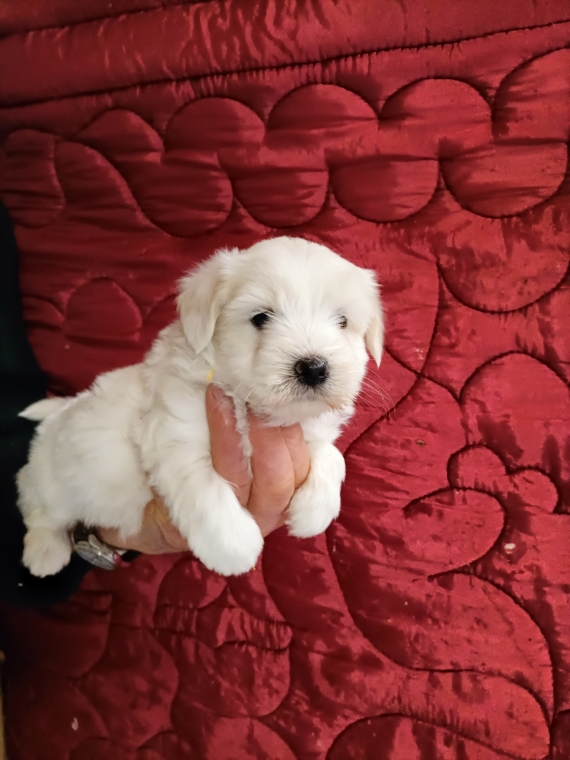 Petit mâle Coton de Tulear né le 22/12/2025 est proposé – vendu 1100 €.