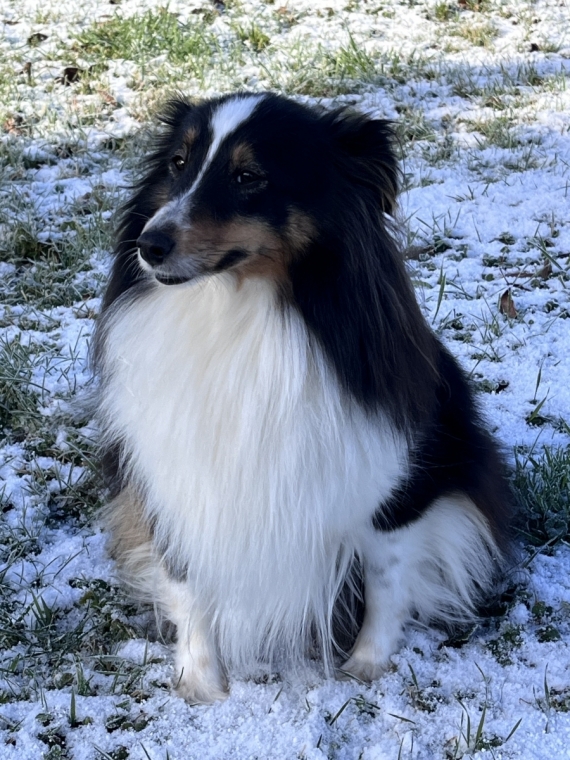 Petit mâle  né le 10/01/2026 est proposé – vendu 1000 €.