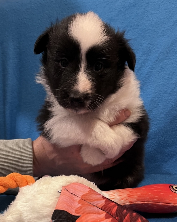 Petit mâle Berger des Shetland né le 10/01/2026 est proposé – vendu 1400 €.