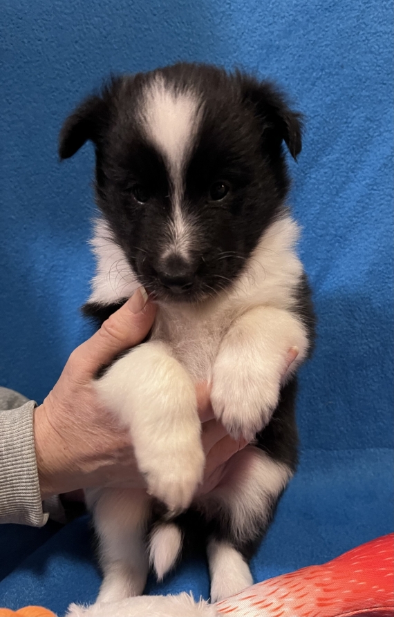 Petit mâle Berger des Shetland né le 10/01/2026 est proposé – vendu 1000 €.