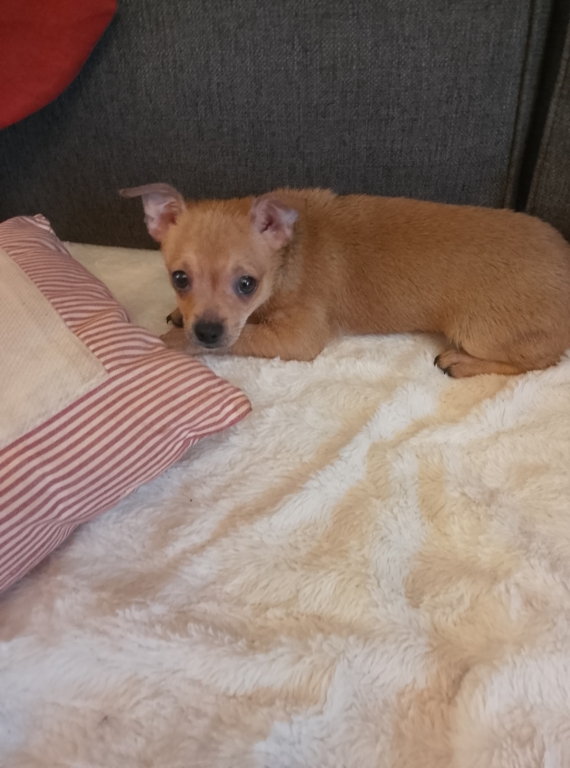 Petit m�le Chihuahua n� le 19/11/2025 est propos� � vendu 699 �.
