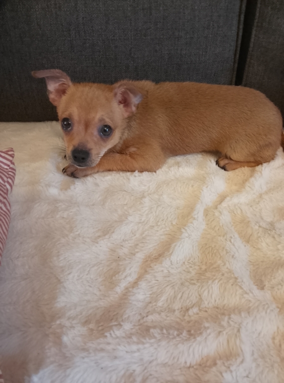 Petit m�le Chihuahua n� le 19/11/2025 est propos� � vendu 699 �.