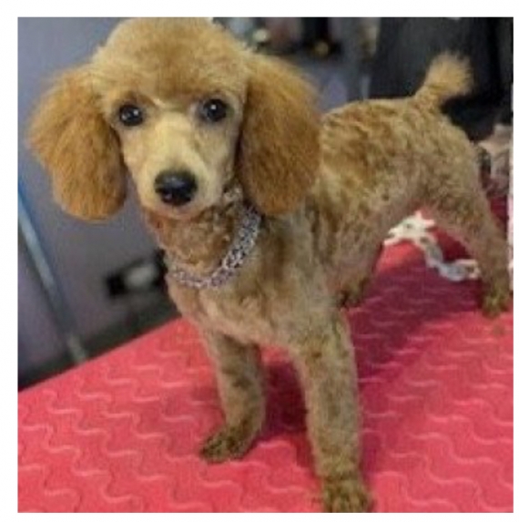 Petite femelle  née le 12/01/2026 est proposée – vendue 2000 €.