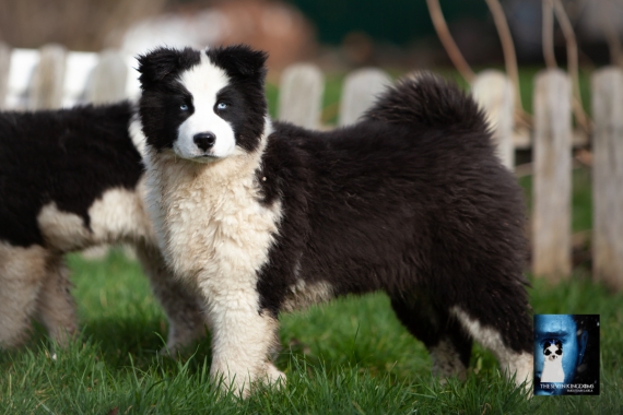 Petite femelle Laika de Yakoutie née le 14/10/2025 est proposée – vendue 1650 €.