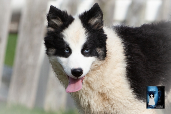 Petite femelle Laika de Yakoutie née le 14/10/2025 est proposée – vendue 1650 €.