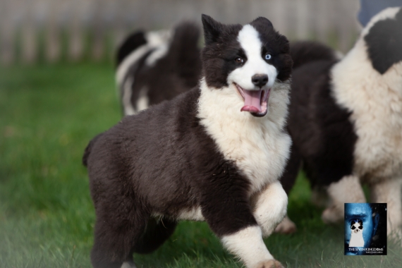 Petit mâle Laika de Yakoutie né le 09/10/2025 est proposé – vendu 1650 €.