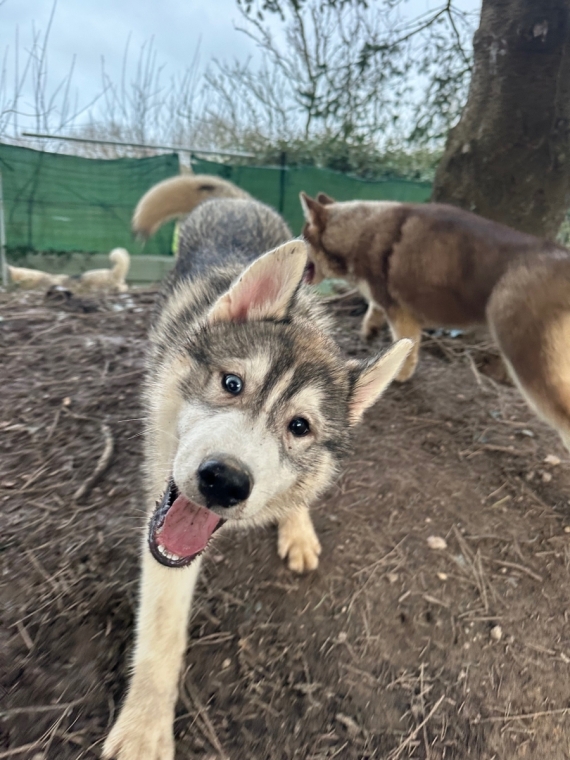Petit mâle Husky Sibérien né le 06/10/2025 est proposé – vendu 750 €.