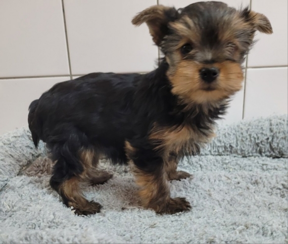 Petite femelle Yorkshire Terrier née le 17/12/2025 est proposée – vendue 1700 €.